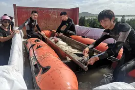 浙江台州十二头瓜头鲸搁浅，村民徒手挖坑救援，两头已放生图片