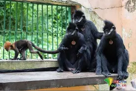 我国人工饲养繁殖的第八代黑叶猴成功存活图片