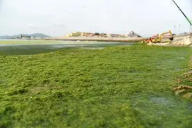 海上打“浒”记——山东青岛迎击最大规模浒苔侵袭图片