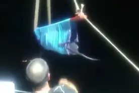 浙江台州临海4头瓜头鲸在头门岛凉帽屿海域顺利放归大海，2头在到达码头途中死亡图片