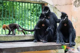 我国人工饲养繁殖的第八代黑叶猴成功存活图片