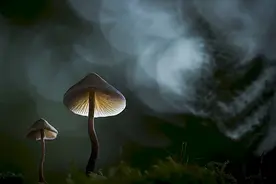 如何辨别毒蘑菇？视频封面