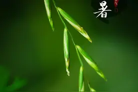 小暑：倏忽温风至，因循小暑来图片