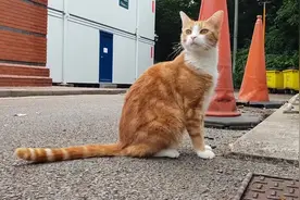 在火车站义务捕鼠3年 英国一只橘猫被任命为车站“首席捕鼠员”图片