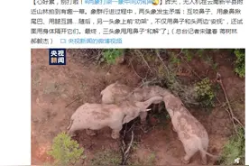 心好累，别打啦！两象打架一象中间劝和图片
