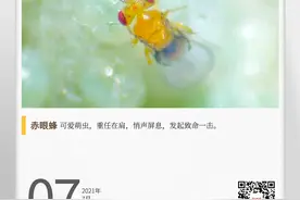 湖湘自然历丨夏日昆虫记②不到1毫米的“田间卫士”，有多大能耐图片