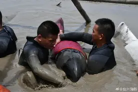 台州搁浅瓜头鲸因导航声呐系统故障主动冲滩！两头已放归深海图片