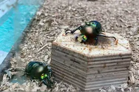 虫虫们立正稍息请站好！杭州低碳科技馆有场甲虫快闪展，吸引了很多小伢儿图片
