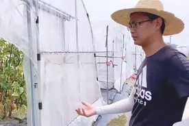 “每天要吃100只！”男博士加班“吃瓜”：嘴巴都不是自己的了图片