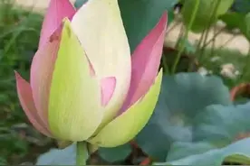 南京六合发现罕见嵌色莲 出现概率仅为亿分之一图片