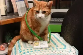 就业成功！猫咪在火车站任首席捕鼠员 还有专属工作证图片