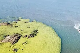 侵袭青岛海域的浒苔能吃吗？专家：能吃，但口感差