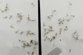 头皮发麻！小区小绿虫铺天盖地，专家：不必恐慌！视频封面