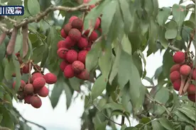 乐山1270岁荔枝树挂果图片