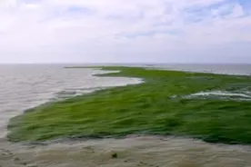 大海变“草原”！专家：青岛浒苔来自苏北浅滩海域