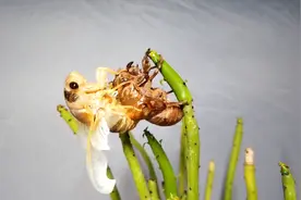 快来围观！青岛一市民为儿子搭摄影棚 三个半小时完整记录“金蝉脱壳”全过程图片