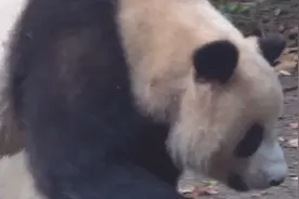 生态环境部：大熊猫受威胁程度等级由濒危降为易危视频封面