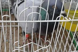 编号9913！这只参加过庆祝大会的鸽子迷路了图片