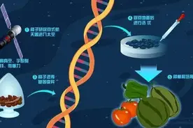 你知道吗？不少种子也曾遨游太空！TA们有何飞行任务？图片