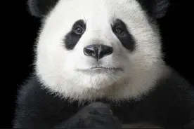 大熊猫：我被降级了，你们还爱我吗？图片