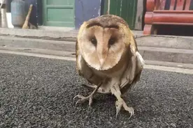发现不会飞的猴面鹰，衡阳女子想带回家饲养，民警：当心违法图片