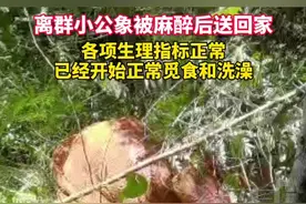 离群小象被麻醉后送回原栖息地，专家：仍可能离家出走需加强监测图片
