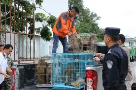 派出所收到村民上交的12只猴子，竟有10只是一级保护动物图片