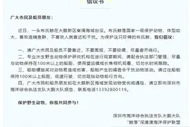 布氏鲸在深圳大鹏湾逛吃逾一周，专家：或将有更多同类前来图片