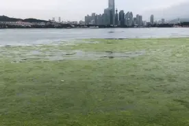 浒苔绿潮灾害影响山东沿海4地市 青岛已累计打捞超31万吨图片