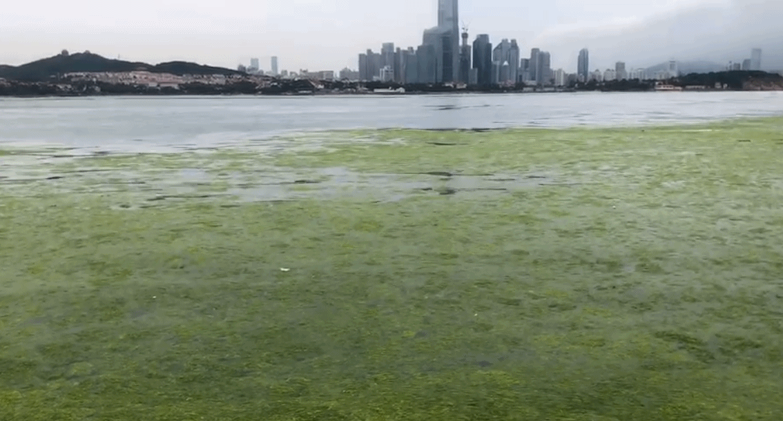 浒苔绿潮灾害影响山东沿海4地市 青岛已累计打捞超31万吨图片