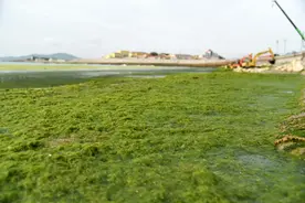 15年来规模最大！浒苔再次大面积侵袭青岛图片