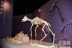 古生物学者：甘肃和政化石有四大动物群创六项世界之最图片