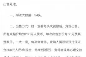 “考编失败”的狗子成功拍卖，最高卖了33万图片