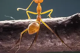 动物界大力士！印尼蚂蚁头顶水果秀绝佳平衡力图片