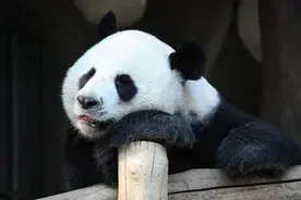 大熊猫从濒危降为易危 我们是如何做到的？图片