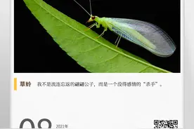 湖湘自然历｜夏日昆虫记③长着透明大翅膀的“小清新”图片