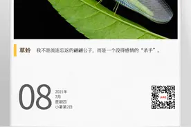 湖湘自然历｜夏日昆虫记③长着透明大翅膀的“小清新”图片