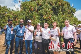 广东喊全球吃荔枝五大洲共尝鲜甜图片