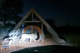 博茨瓦纳一只狮子闯入露营者帐篷 不怕人玩够了才离开图片