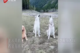 狗主人带爱犬外出 哈士奇疯狂咆哮金毛淡定站立形成鲜明对比图片