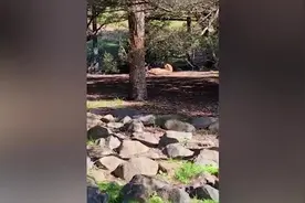澳大利亚一只狗子穿过动物园围栏到猎豹面前吠叫图片