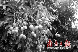 千吨鹅卵石堆起美丽乡村图片