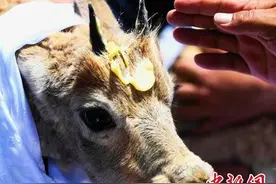 可可西里索南达杰野生动物救护中心已救护各类动物600余只图片