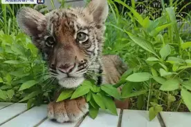 虎宝宝上“幼儿园”啦！广东韶关3个月大华南虎宝宝正式亮相图片