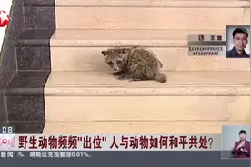 野生动物频频“出位”  人与动物如何和平共处？  貉是国家二级保护动物  不可捕杀视频封面