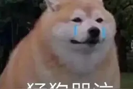 54只淘汰警犬半天被抢光，最贵一只33万元图片