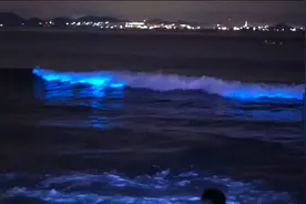 迷人的危险！大连又现“荧光海”摄影爱好者抓拍下“令人窒息”的动态美景图片