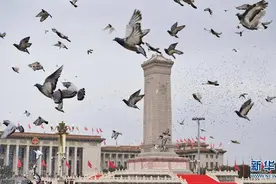 和平鸽放飞背后的中国信鸽运动：诞生在上海，创立初期历经曲折图片