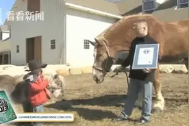 身高约2.1米的世界最高马在美国去世 终年20岁图片