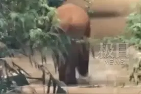 10岁小象独行32天后回家，云南象群向西南迁移，大象会误食毒蘑菇吗？图片